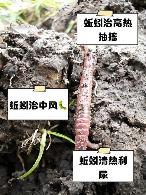 鸽子粪养蚯蚓具体怎么操作？-第1张图片-宁夏农业信息网