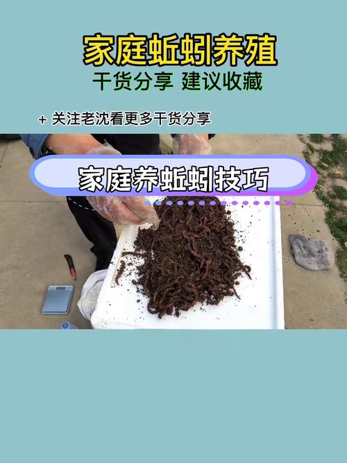 鸽子粪养蚯蚓具体怎么操作？-第3张图片-宁夏农业信息网
