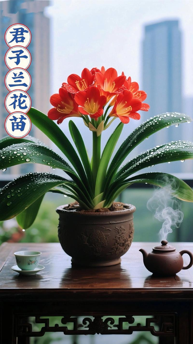 家养君子兰哪个品种最漂亮?-第1张图片-宁夏农业信息网 家养君子兰哪个品种最漂亮?-第1张图片-宁夏农业信息网