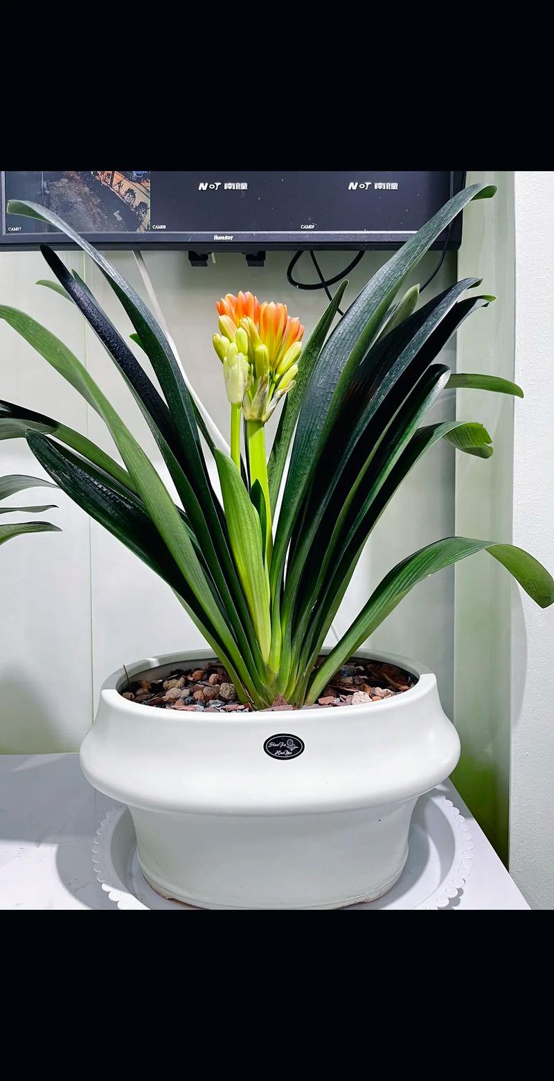 家养君子兰哪个品种最漂亮？-第3张图片-宁夏农业信息网