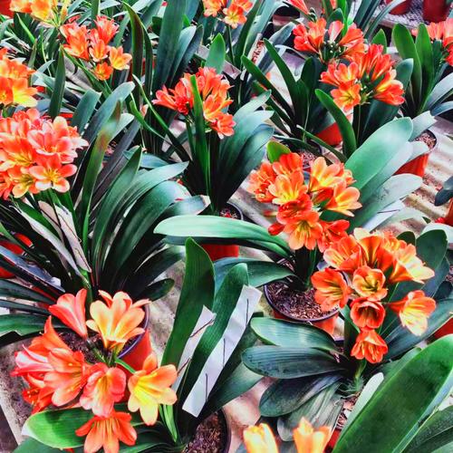 家养君子兰哪个品种最漂亮？-第2张图片-宁夏农业信息网