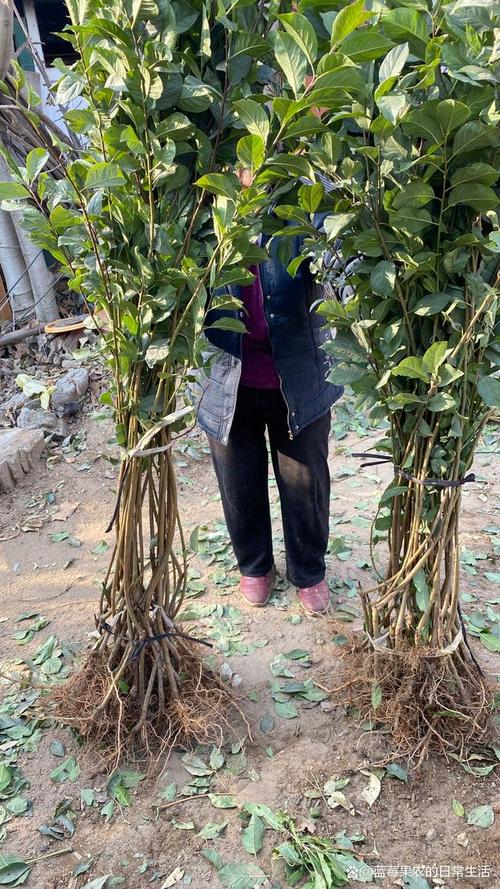 浙江适合种哪些果树品种？-第1张图片-宁夏农业信息网