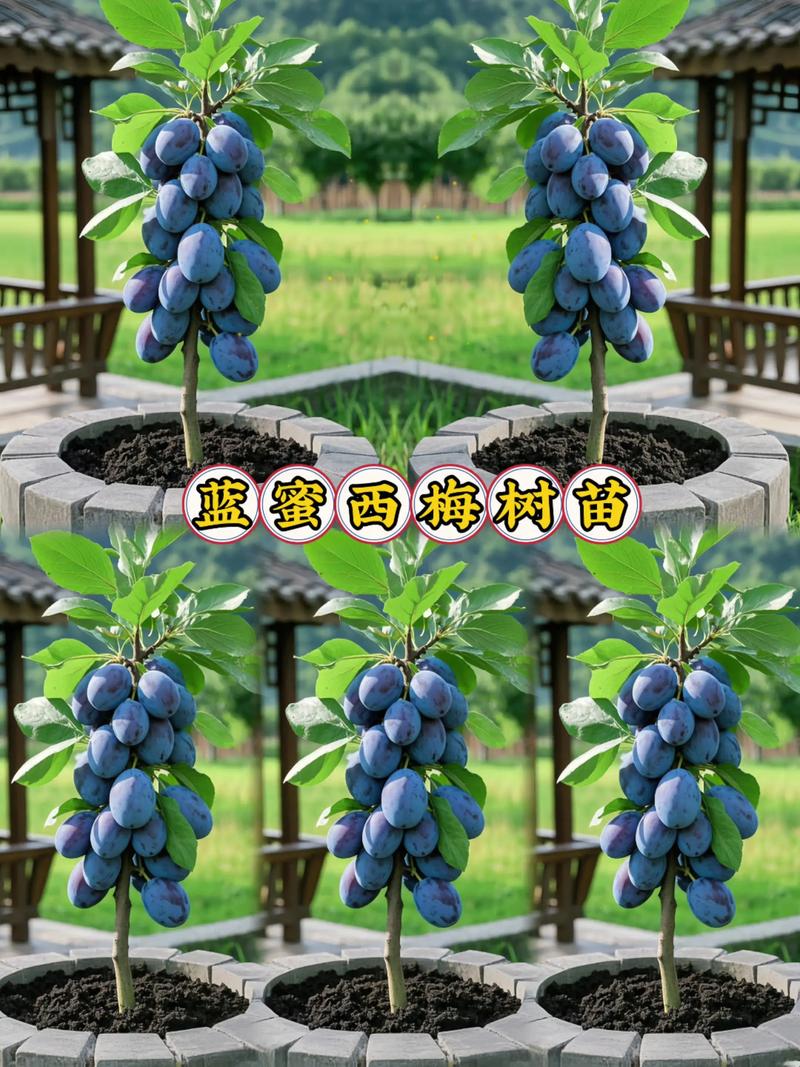 浙江适合种哪些果树品种？-第3张图片-宁夏农业信息网