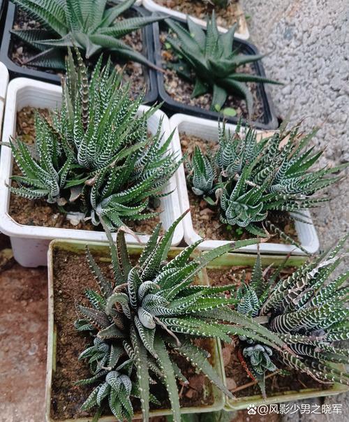 条纹十二卷怎么扦插易成活？-第1张图片-宁夏农业信息网