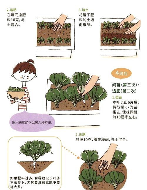 菠菜杂交种子如何高效加工?-第3张图片-宁夏农业信息网 菠菜杂交种子如何高效加工?-第3张图片-宁夏农业信息网