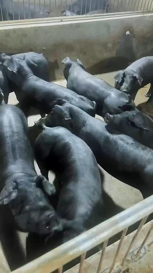 目前生长最快的黑猪品种是哪个？-第1张图片-宁夏农业信息网