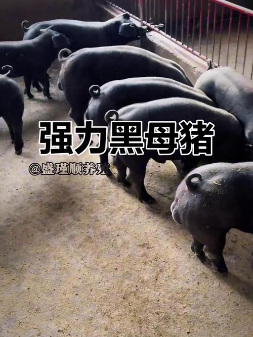 目前生长最快的黑猪品种是哪个？-第2张图片-宁夏农业信息网