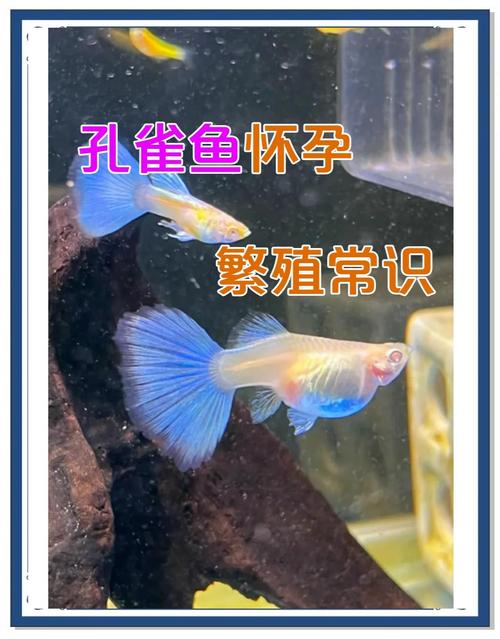 孔雀饲养有哪些注意事项？-第1张图片-宁夏农业信息网