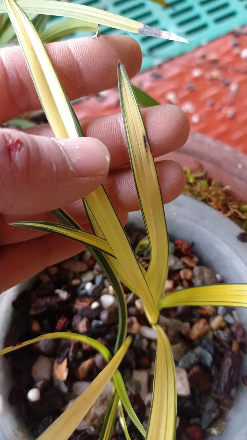 全黄叶兰草是何品种？-第1张图片-宁夏农业信息网