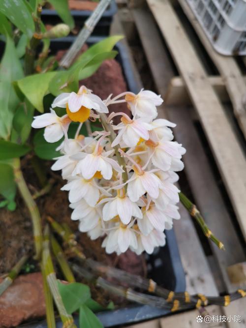 全黄叶兰草是何品种？-第2张图片-宁夏农业信息网