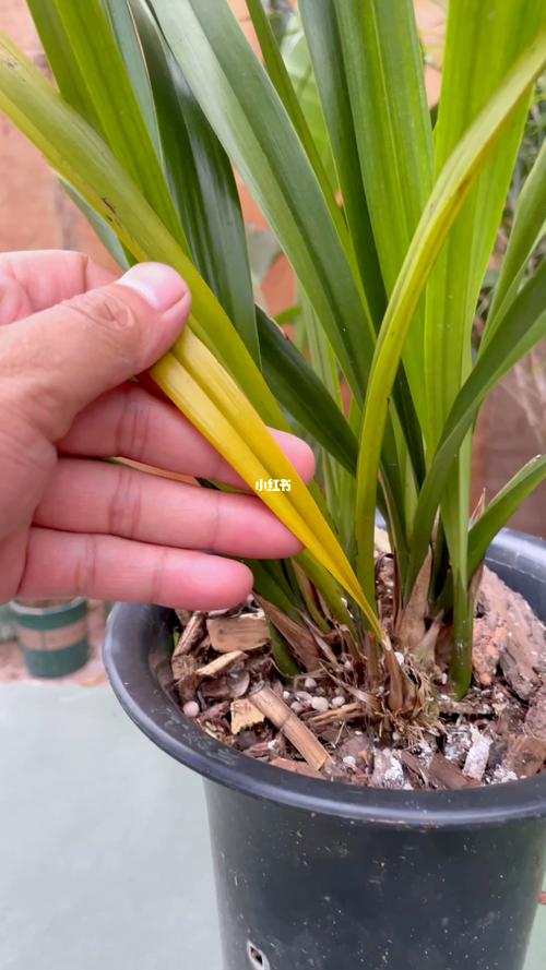 全黄叶兰草是何品种？-第3张图片-宁夏农业信息网