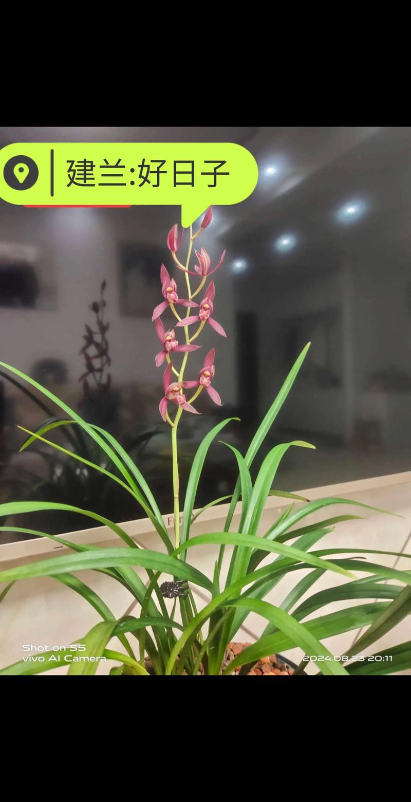 家养兰花选什么品种好？-第2张图片-宁夏农业信息网