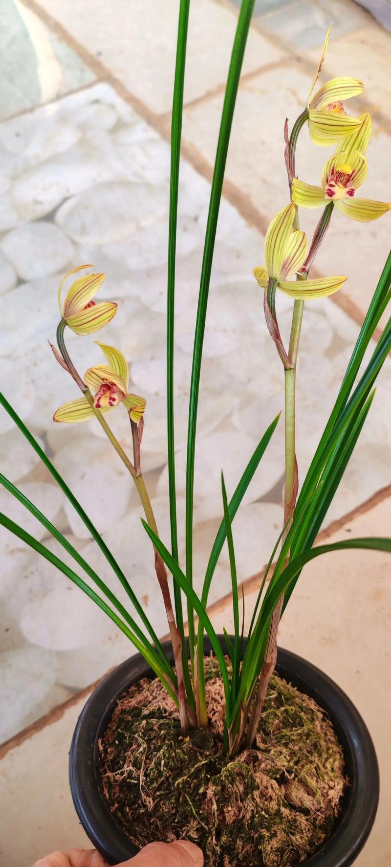 家养兰花选什么品种好？-第3张图片-宁夏农业信息网