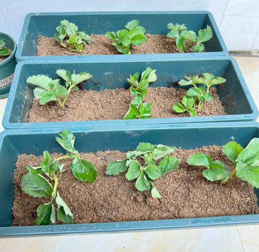 草莓种植有哪些关键方法?-第1张图片-宁夏农业信息网 草莓种植有哪些关键方法?-第1张图片-宁夏农业信息网