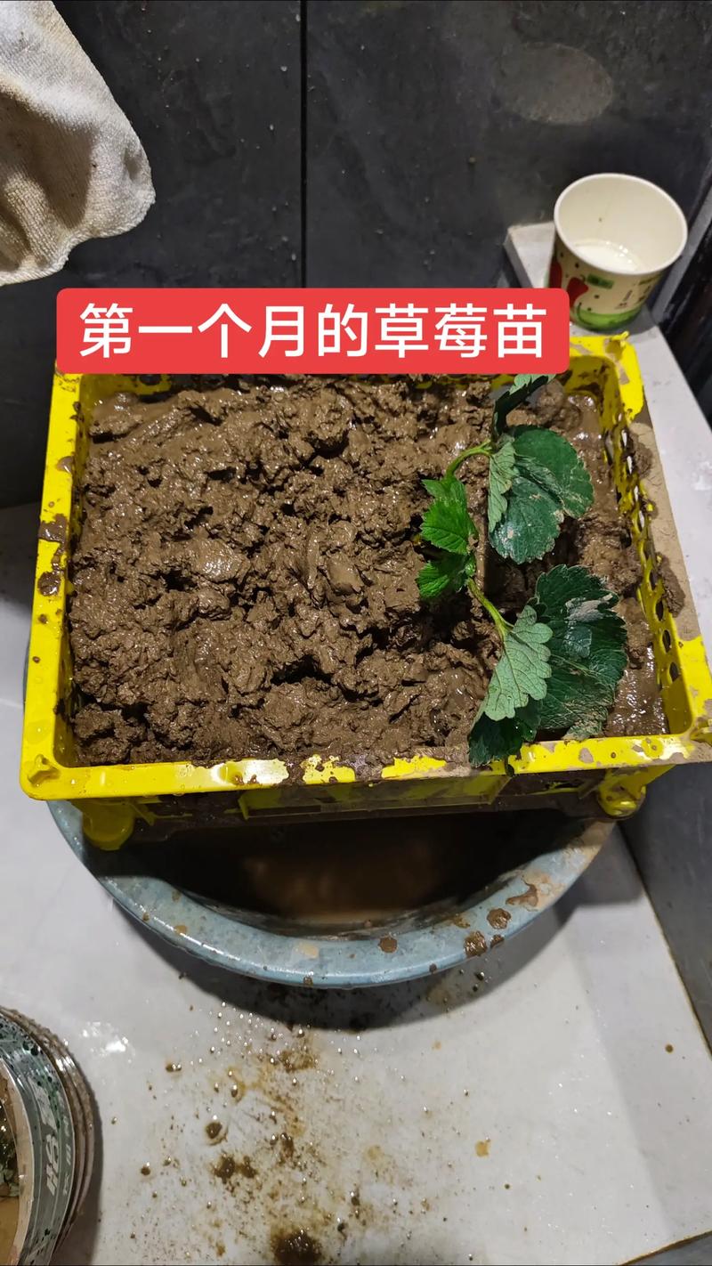 草莓种植有哪些关键方法？-第2张图片-宁夏农业信息网