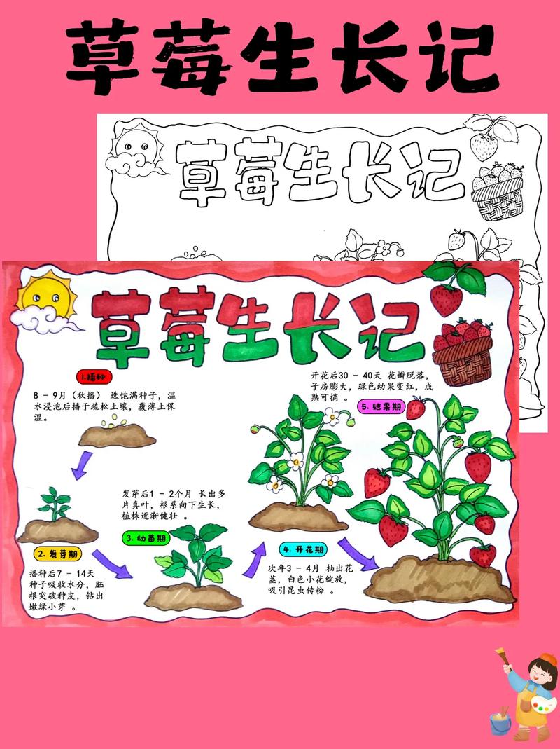 草莓种植有哪些关键方法?-第3张图片-宁夏农业信息网 草莓种植有哪些关键方法?-第3张图片-宁夏农业信息网