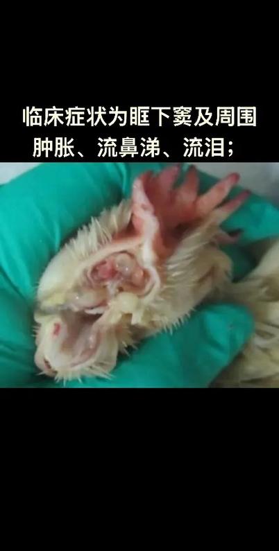 禽鸡鼻炎怎么治？最佳方法是什么？-第3张图片-宁夏农业信息网