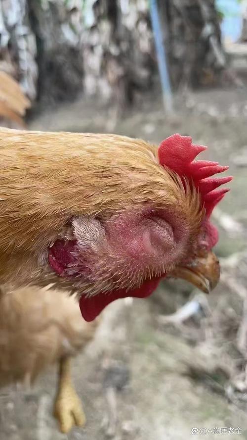 禽鸡鼻炎怎么治？最佳方法是什么？-第2张图片-宁夏农业信息网