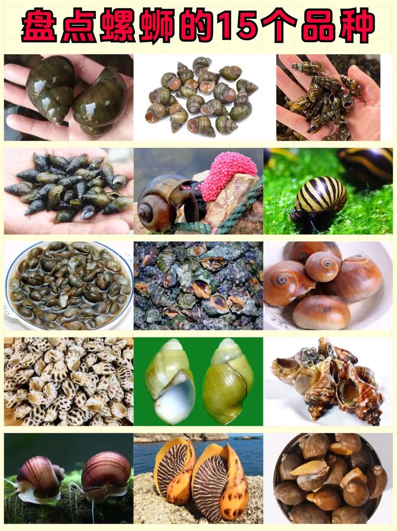 螺丝适合哪些水产养殖？-第1张图片-宁夏农业信息网
