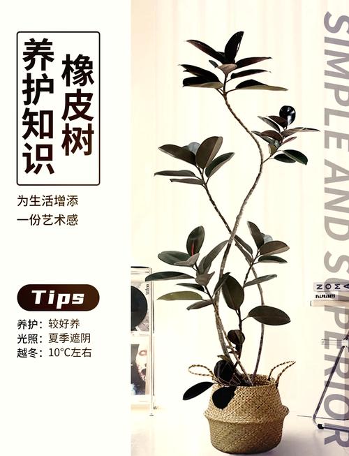 橡皮树浇水施肥要注意什么？-第2张图片-宁夏农业信息网