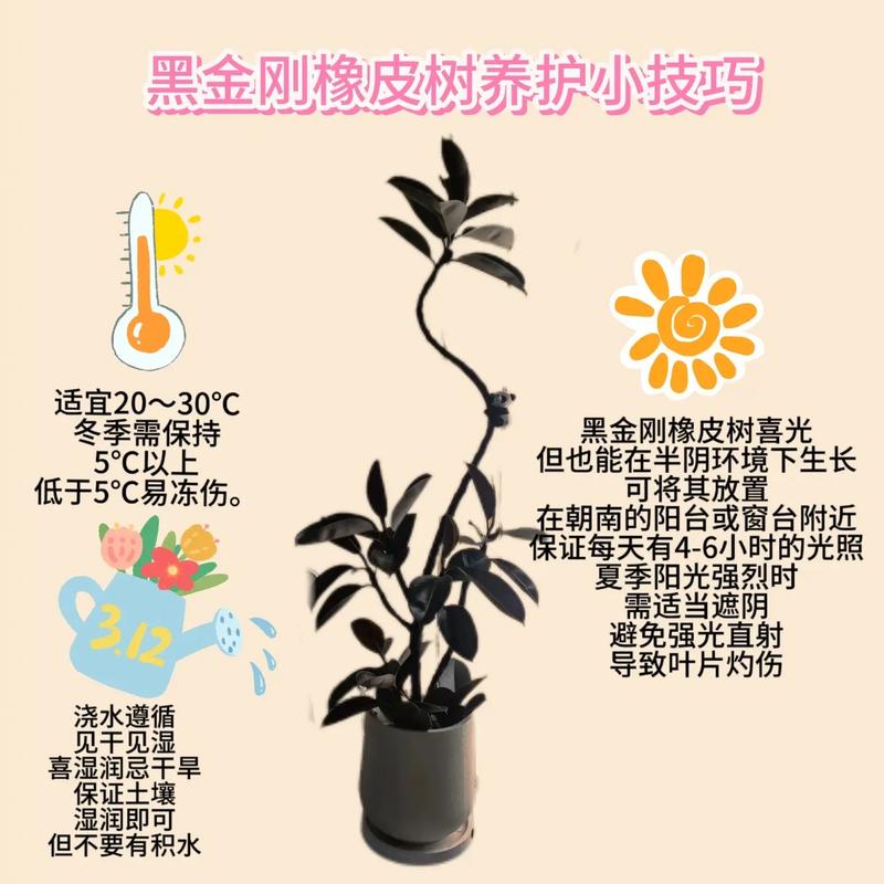 橡皮树浇水施肥要注意什么？-第3张图片-宁夏农业信息网