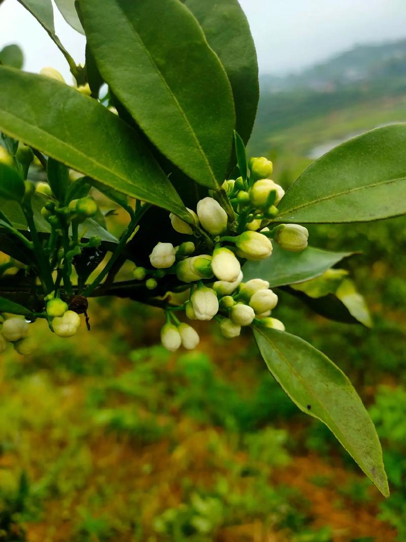 花叶子橙子树是哪个品种？-第2张图片-宁夏农业信息网