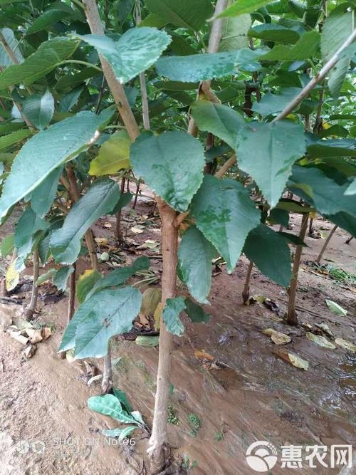 郴州美早樱桃苗品种怎么排？-第3张图片-宁夏农业信息网