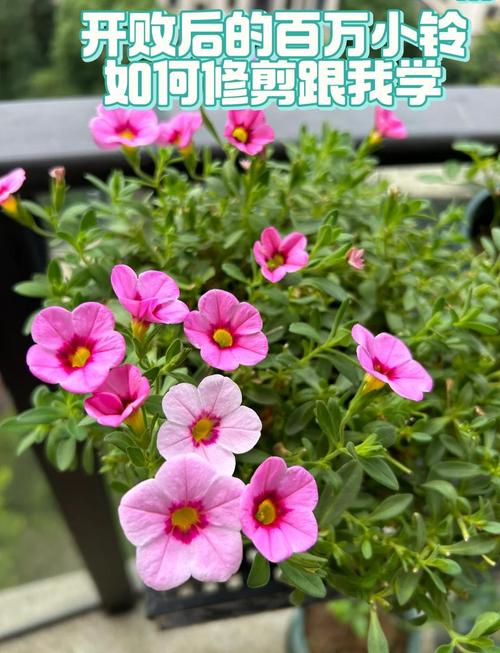 百万小铃怎么种？新买后养护技巧有哪些？-第1张图片-宁夏农业信息网