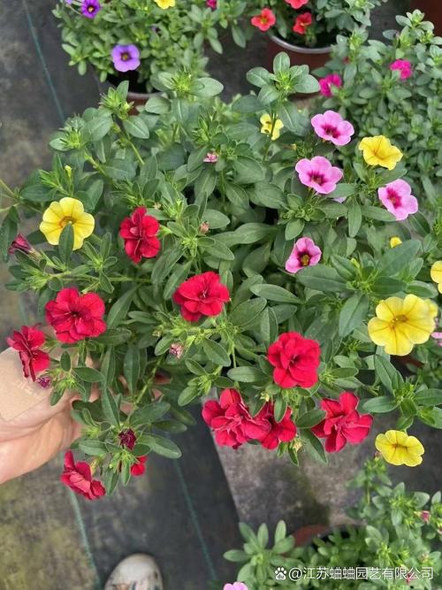 百万小铃怎么种？新买后养护技巧有哪些？-第2张图片-宁夏农业信息网