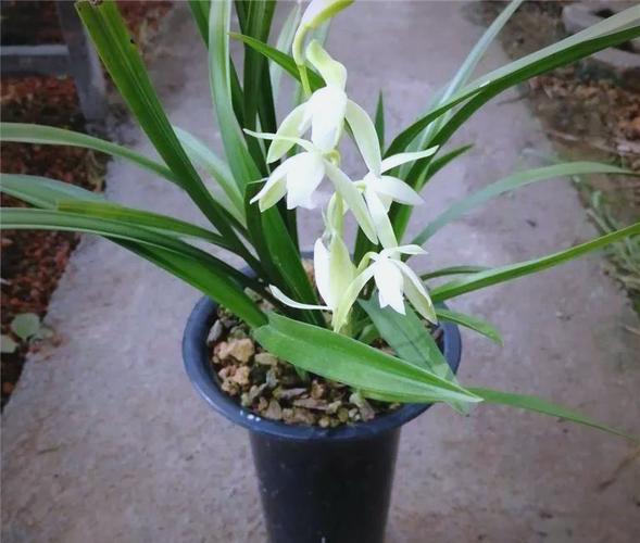 世界最高大的兰花品种是哪个？-第2张图片-宁夏农业信息网