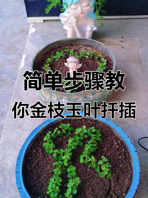 嫩枝扦插植物品种有哪些-第2张图片-宁夏农业信息网