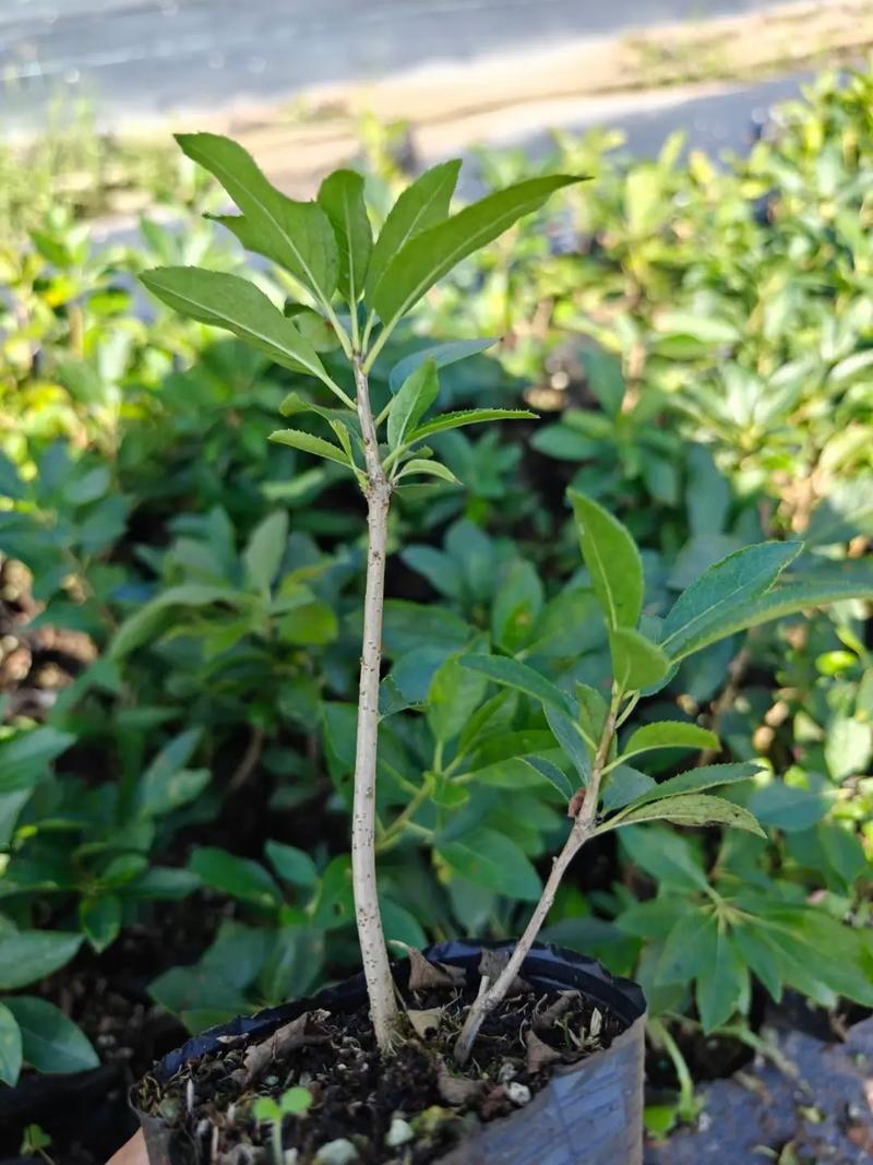 嫩枝扦插植物品种有哪些-第1张图片-宁夏农业信息网