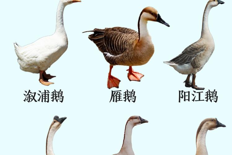 下列品种属于大型鹅的是-第1张图片-宁夏农业信息网