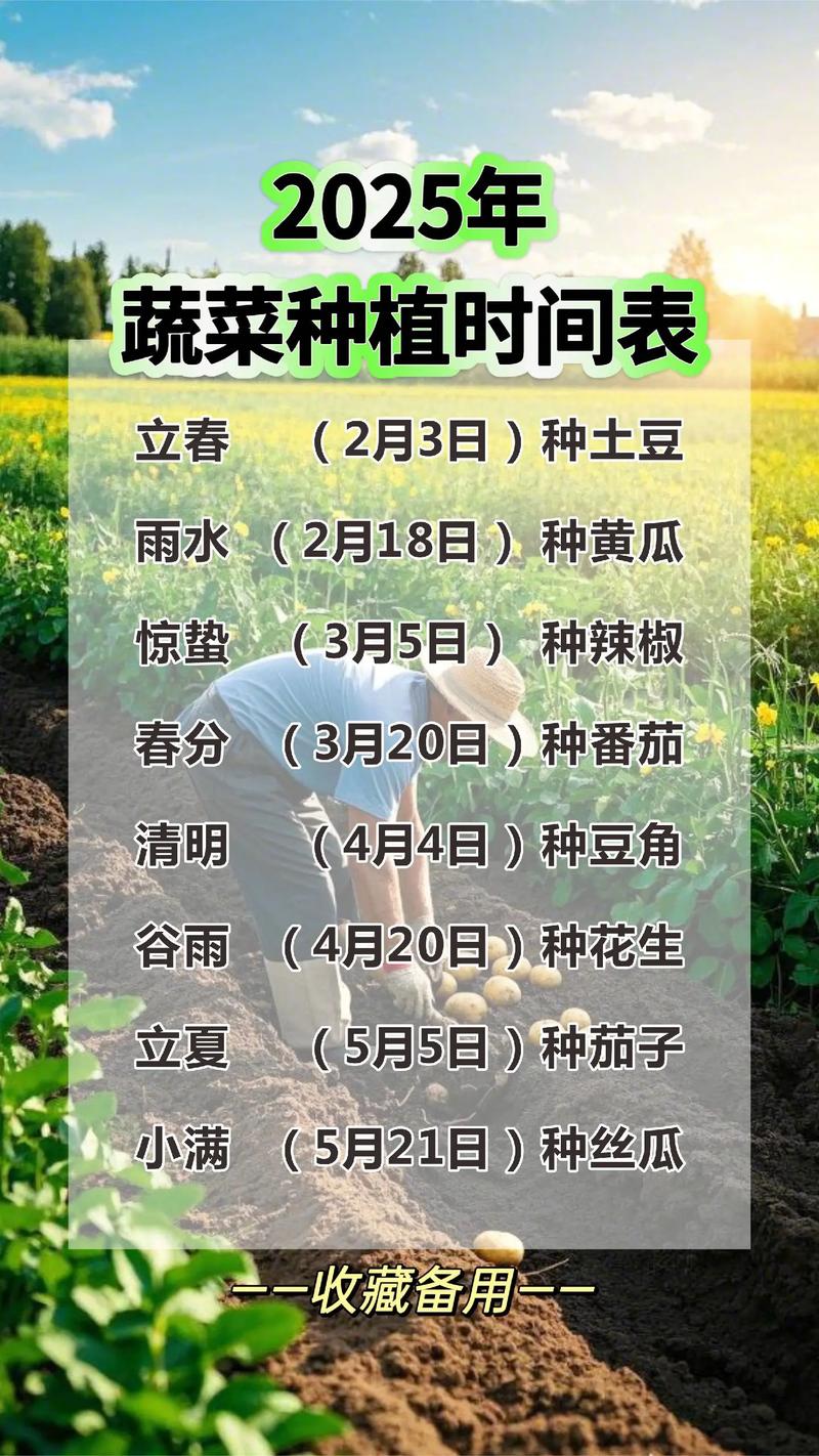 菜苔何时种？怎么种才高产？-第2张图片-宁夏农业信息网