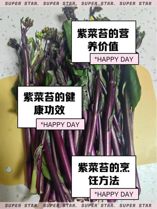 菜苔何时种？怎么种才高产？-第3张图片-宁夏农业信息网