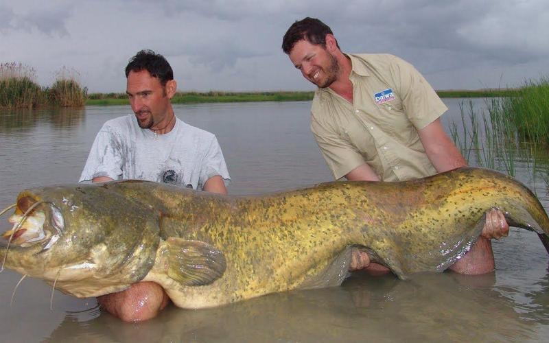 美国最大的鱼是什么品种-第2张图片-宁夏农业信息网 美国最大的鱼是什么品种-第2张图片-宁夏农业信息网