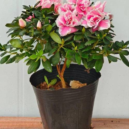 家庭养杜鹃哪个品种好养-第1张图片-宁夏农业信息网