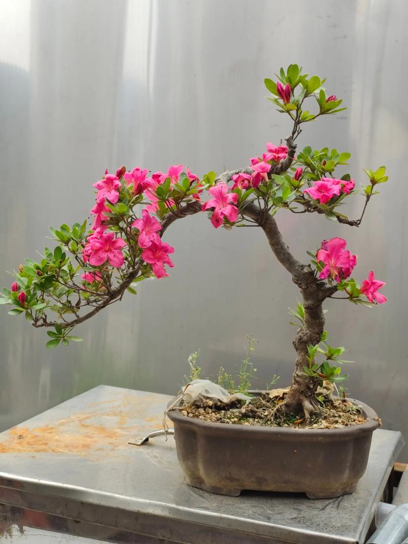 家庭养杜鹃哪个品种好养-第3张图片-宁夏农业信息网