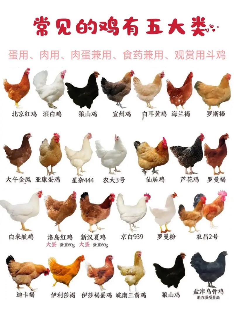 中国标准品种鸡有哪些？-第1张图片-宁夏农业信息网