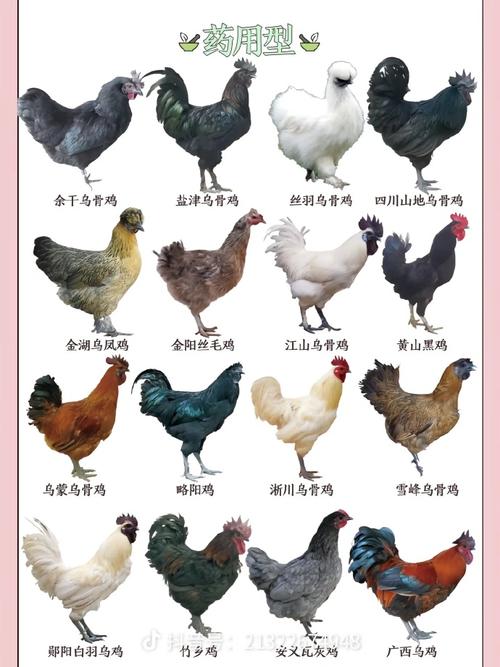 中国标准品种鸡有哪些？-第2张图片-宁夏农业信息网