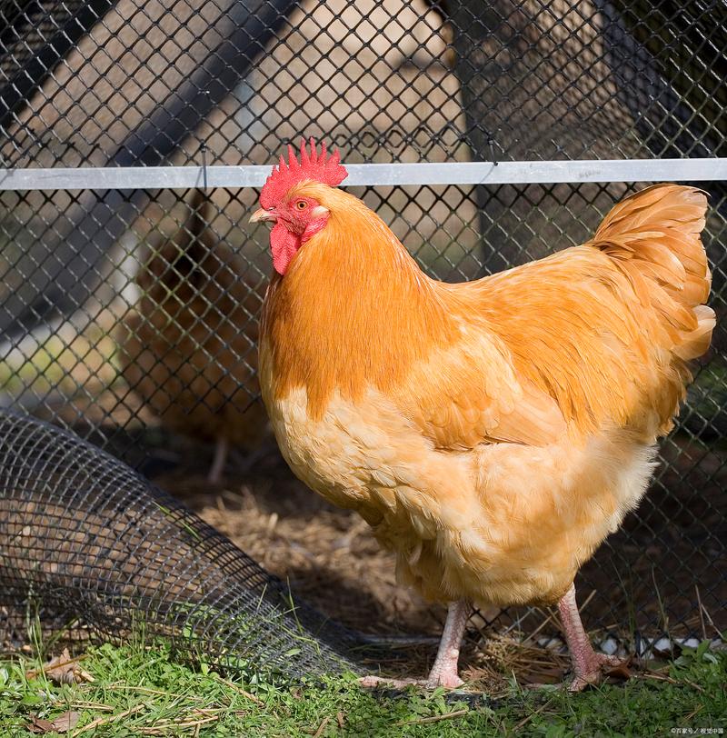 中国标准品种鸡有哪些？-第3张图片-宁夏农业信息网