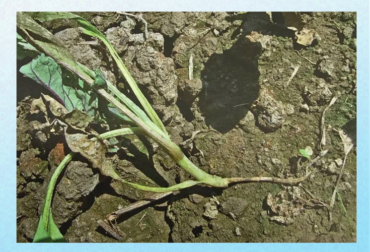 甘蓝常见病害有哪些？如何防治？-第2张图片-宁夏农业信息网