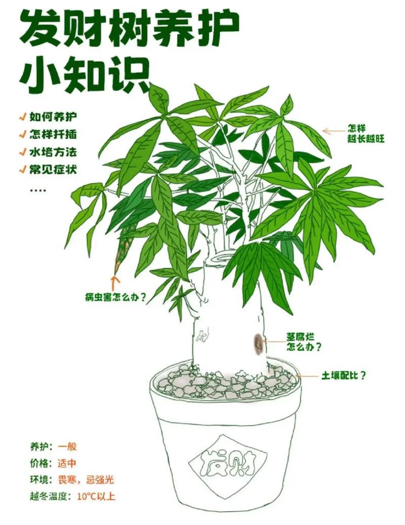 发财树繁殖方法有哪些？-第1张图片-宁夏农业信息网