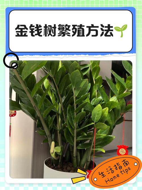 发财树繁殖方法有哪些？-第2张图片-宁夏农业信息网