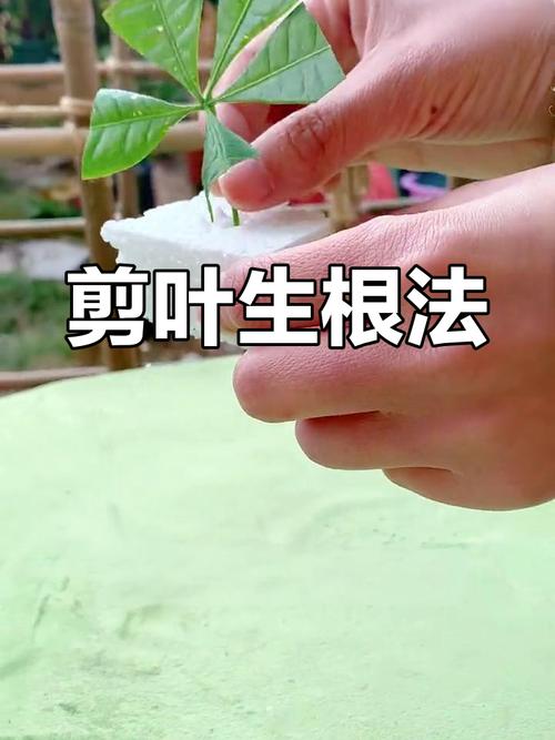 发财树繁殖方法有哪些？-第3张图片-宁夏农业信息网