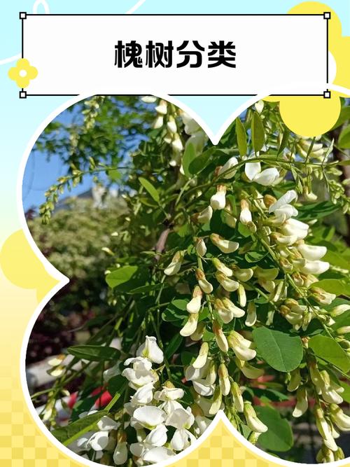 槐树花有哪些常见品种及图片？-第2张图片-宁夏农业信息网