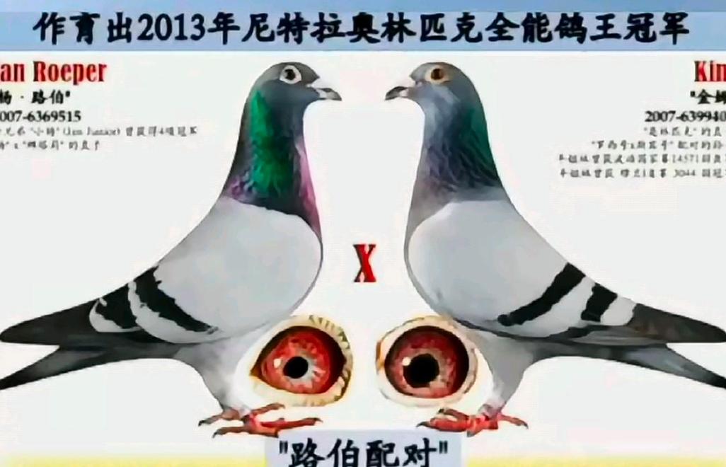 庭院家圈养肉鸽如何科学配对？-第2张图片-宁夏农业信息网