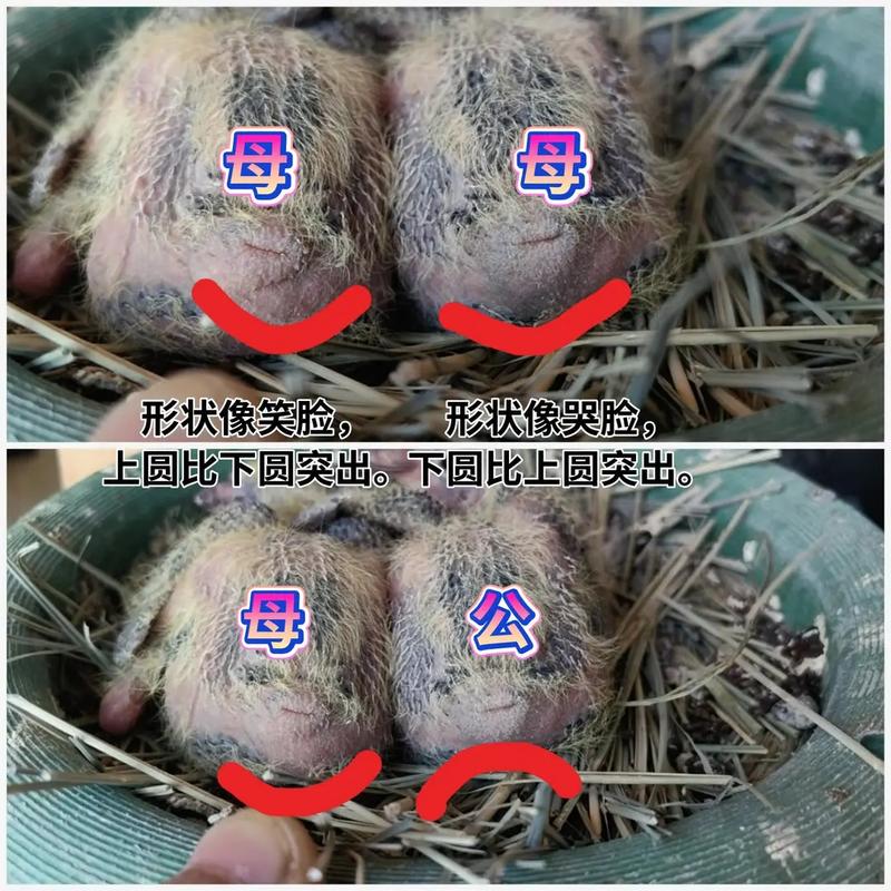 庭院家圈养肉鸽如何科学配对？-第1张图片-宁夏农业信息网