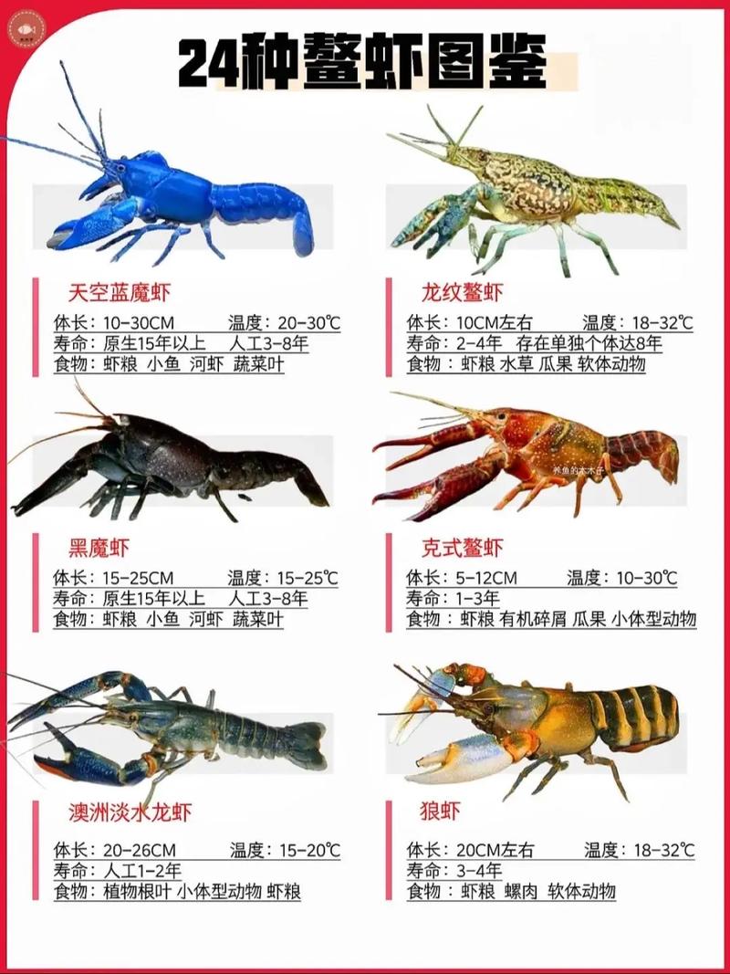 观赏虾有哪些品种？附图片大全-第1张图片-宁夏农业信息网