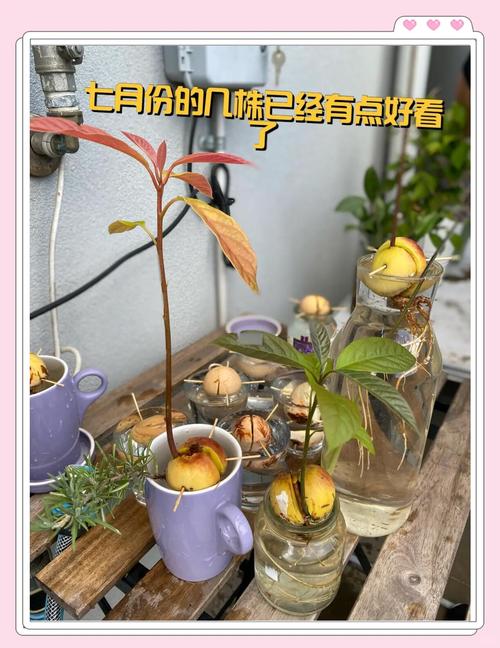 新农业水果盆栽种植方法-第2张图片-宁夏农业信息网